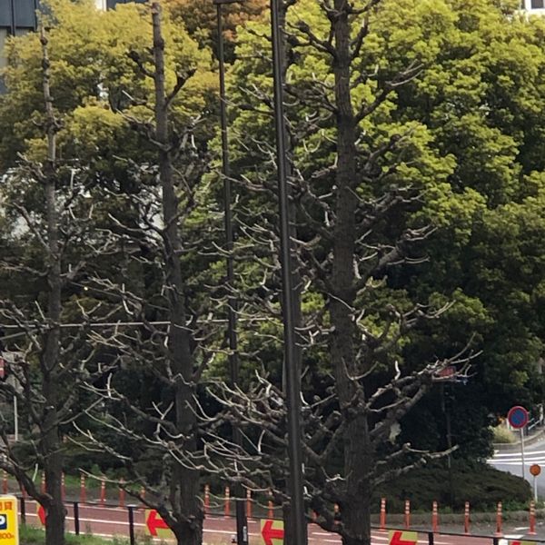 MIYASHITA PARK 宮下公園　喫煙所 - おすすめ画像