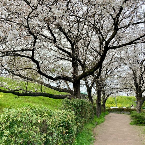 武蔵野公園 - トップ画像