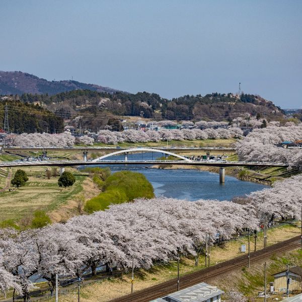 白石川堤 一目千本桜 - おすすめ画像