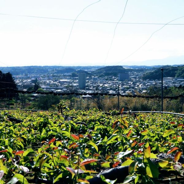 郷楽遺跡からの眺望 - トップ画像