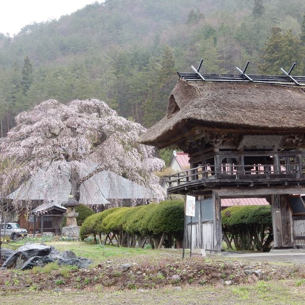 平七桜 - おすすめ画像