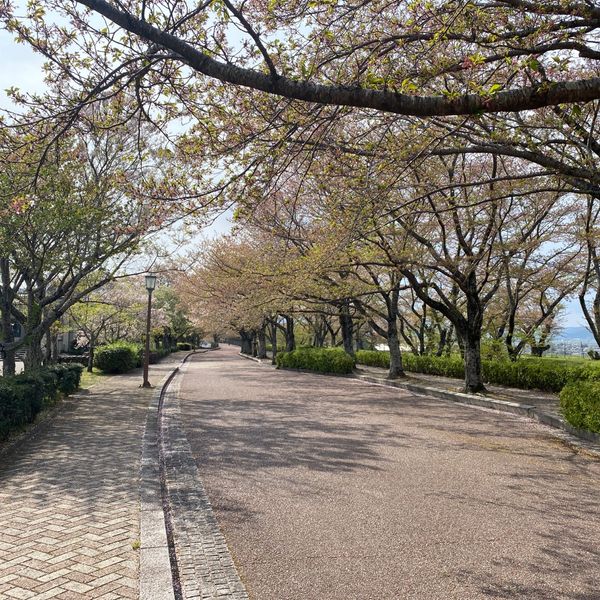 さくら公園 - おすすめ画像