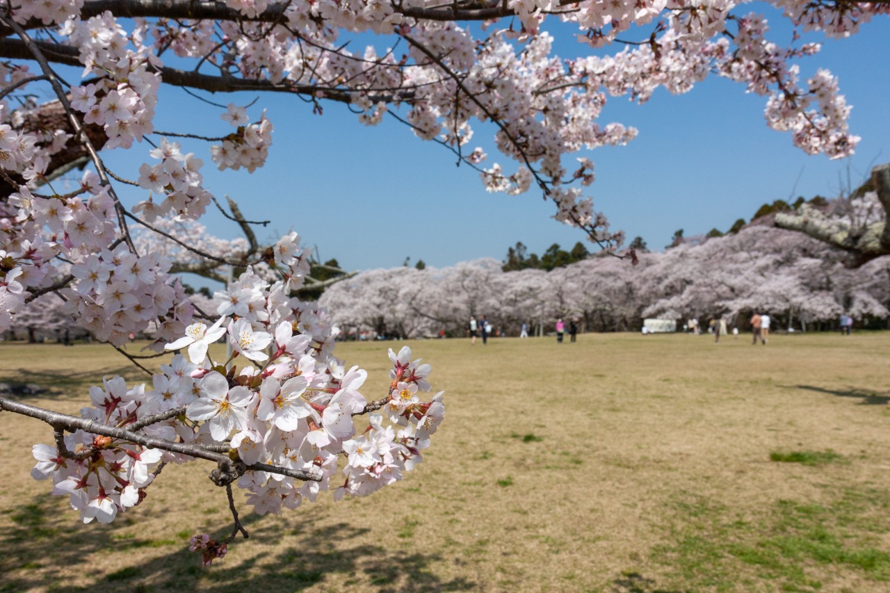 三神峯公園（公園） | MEQQE（めっけ）