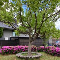 百楽園四丁目第2号街区公園 - 投稿画像2