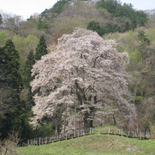 秋山の駒ザクラ - おすすめ画像