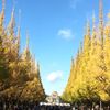 神宮外苑　イチョウ並木 - トップ画像