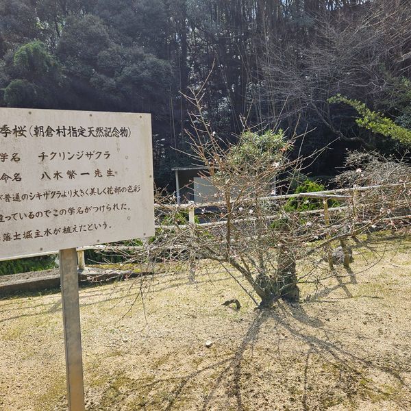 竹林寺 - おすすめ画像