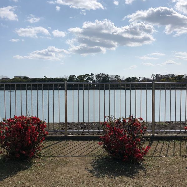 昆陽池公園 - トップ画像