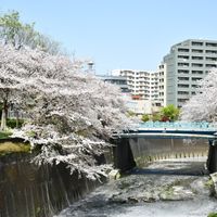 Shakujiigawa-zoi (Kita-ku) - 投稿画像0