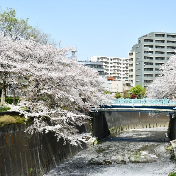 Shakujiigawa-zoi (Kita-ku) - トップ画像