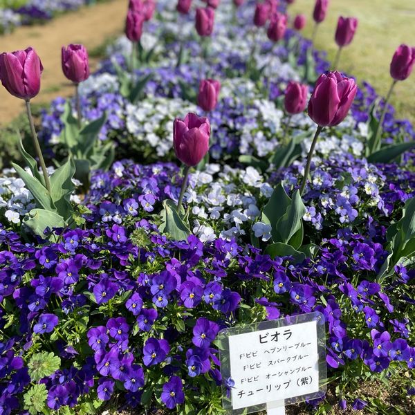 日比谷花壇大船フラワーセンター（大船植物園） - おすすめ画像