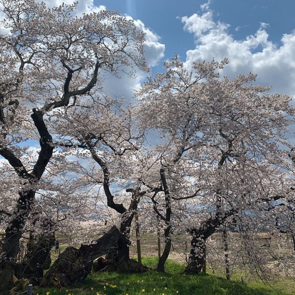 石部桜 - おすすめ画像