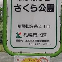 新琴似五番さくら公園 - 投稿画像0