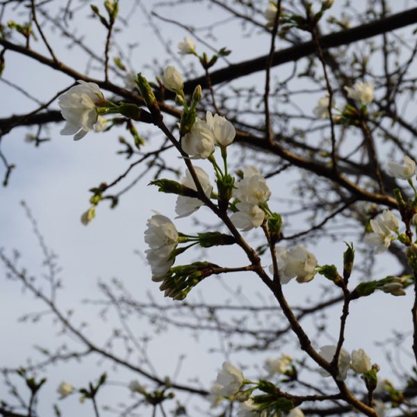 桜坂（大田区） - トップ画像