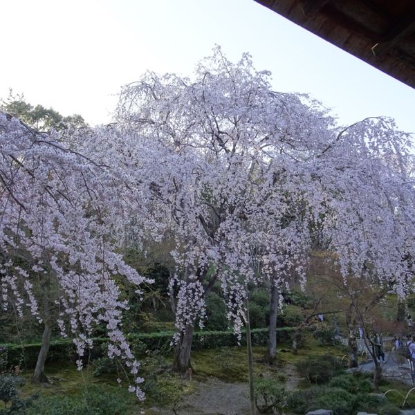 天龍寺 - おすすめ画像