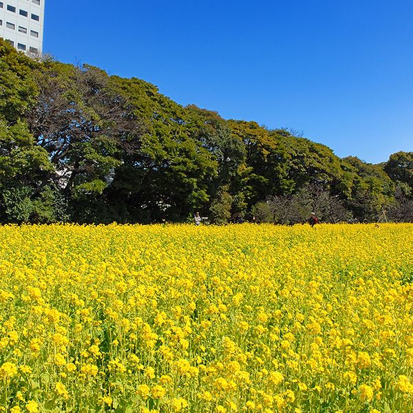 浜離宮恩賜庭園 - おすすめ画像