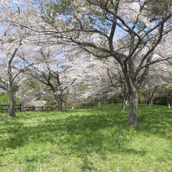 Tsurugajō Kōen - おすすめ画像