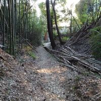 竹やぶの小路（こみち） - 投稿画像0