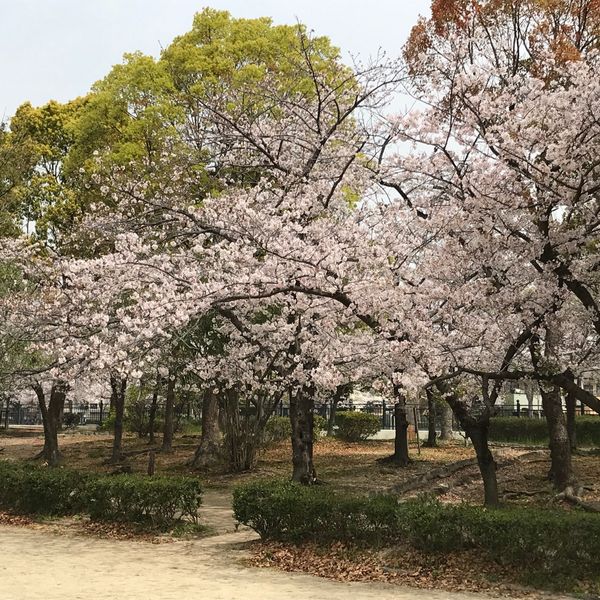 蓬川公園 - トップ画像