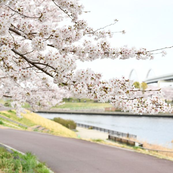 隅田川沿い（北区） - おすすめ画像