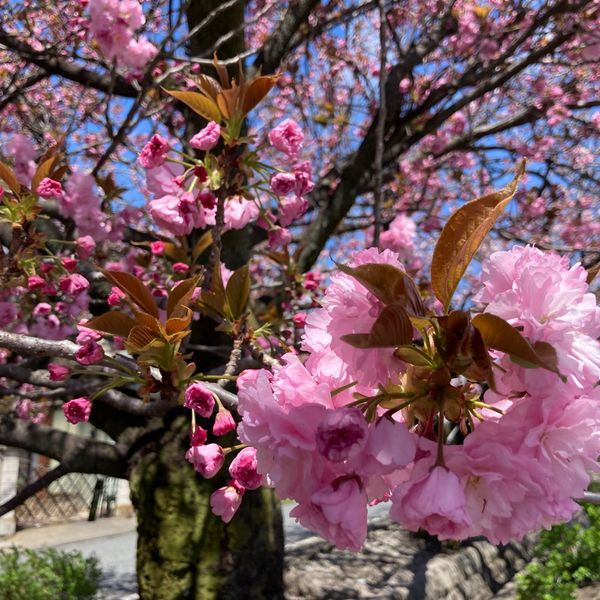 旧白井宿 八重桜の並木 | MEQQE(めっけ) 旧白井宿 八重桜の並木 | MEQQE(めっけ)