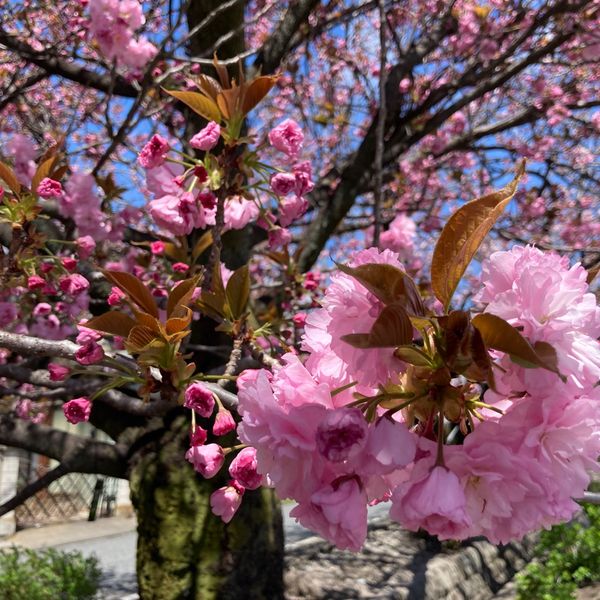 旧白井宿　八重桜の並木 - おすすめ画像