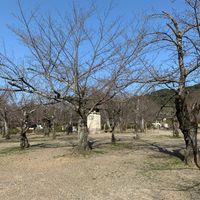 円山公園 - 投稿画像1
