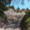 住善寺のしだれ桜 - トップ画像