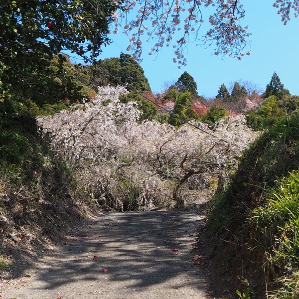 住善寺のしだれ桜 - トップ画像