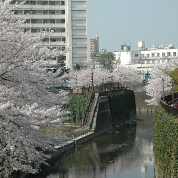 Shakujiigawa-zoi (Kita-ku) - おすすめ画像