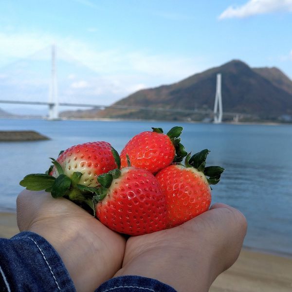 Kebun Strawberry Inoue - おすすめ画像