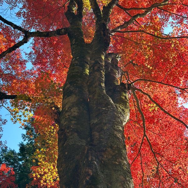 長安寺 - トップ画像