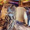 owl cafe&bar World Forest - トップ画像