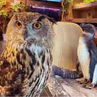 owl cafe&bar World Forest - 投稿画像0