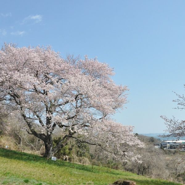 Daigigakoi Kaidzuka Iseki Kōen - おすすめ画像