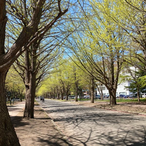 北海道大学　イチョウ並木 - おすすめ画像