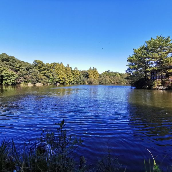 石神井公園 - トップ画像