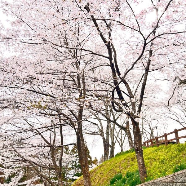 館山公園 - おすすめ画像