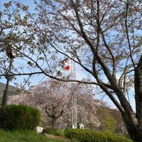 さくら公園 - 投稿画像3