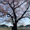 谷地橋の桜 - トップ画像