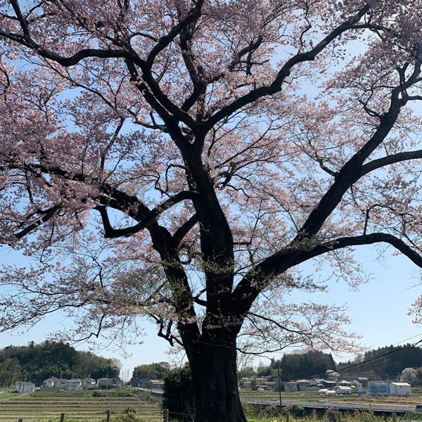 谷地橋の桜 - おすすめ画像