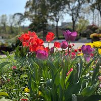 日比谷花壇大船フラワーセンター（大船植物園） - 投稿画像2