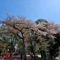 井田公園 - 投稿画像1