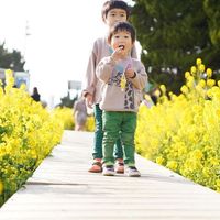 伊良湖菜の花ガーデン - 投稿画像1