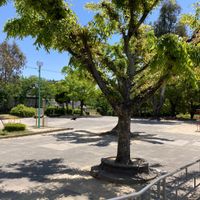 もものき公園 - 投稿画像0