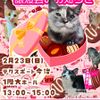 ◆2/23（日）今治市保護猫団体“おもち猫”　譲渡会◆ - トップ画像