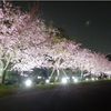 小山市役所西側思川桜堤 - トップ画像