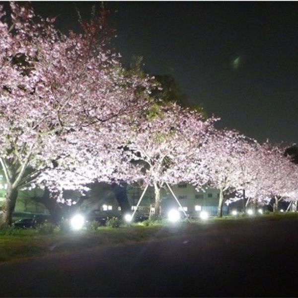 小山市役所西側思川桜堤 - おすすめ画像