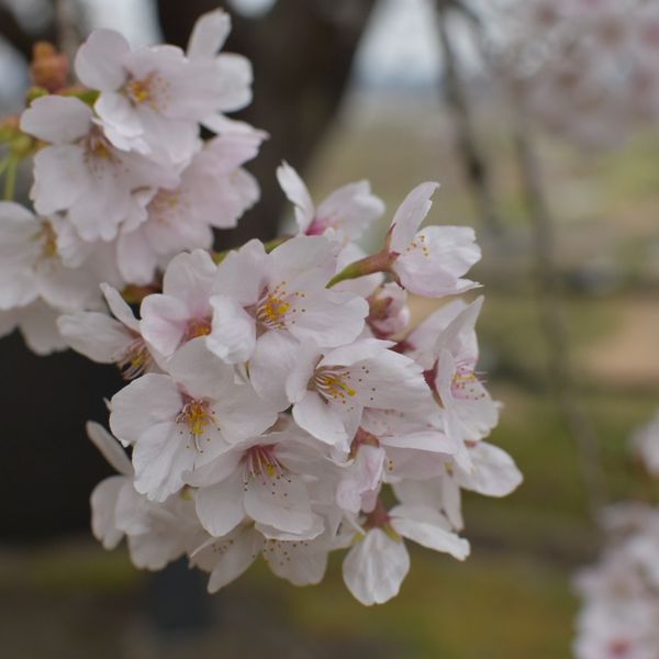 大衡城跡公園 - おすすめ画像