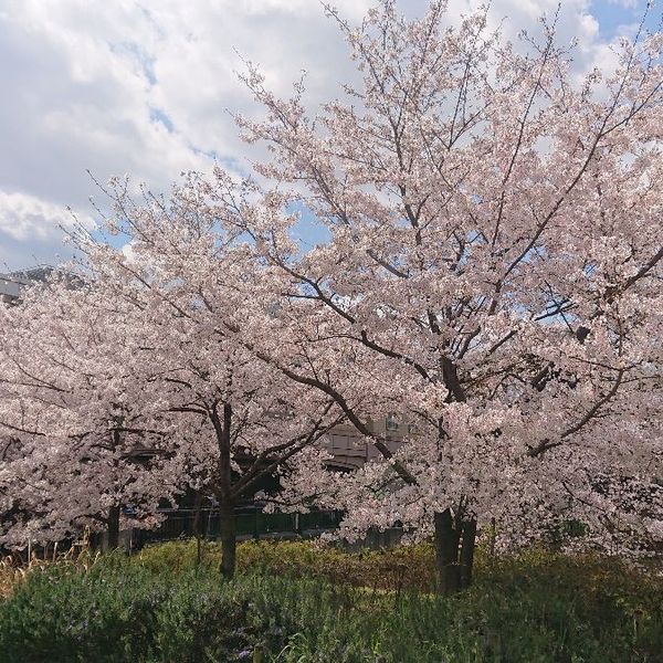 香櫨園駅(阪神) - おすすめ画像